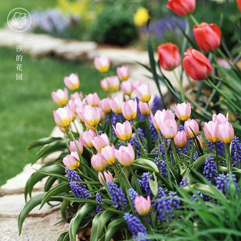 Оптовая продажа тюльпанов, голландские многолетние луковицы 5 градусов, крупные луковицы, для комнатного и уличного озеленения, легко растущие горшечные растения