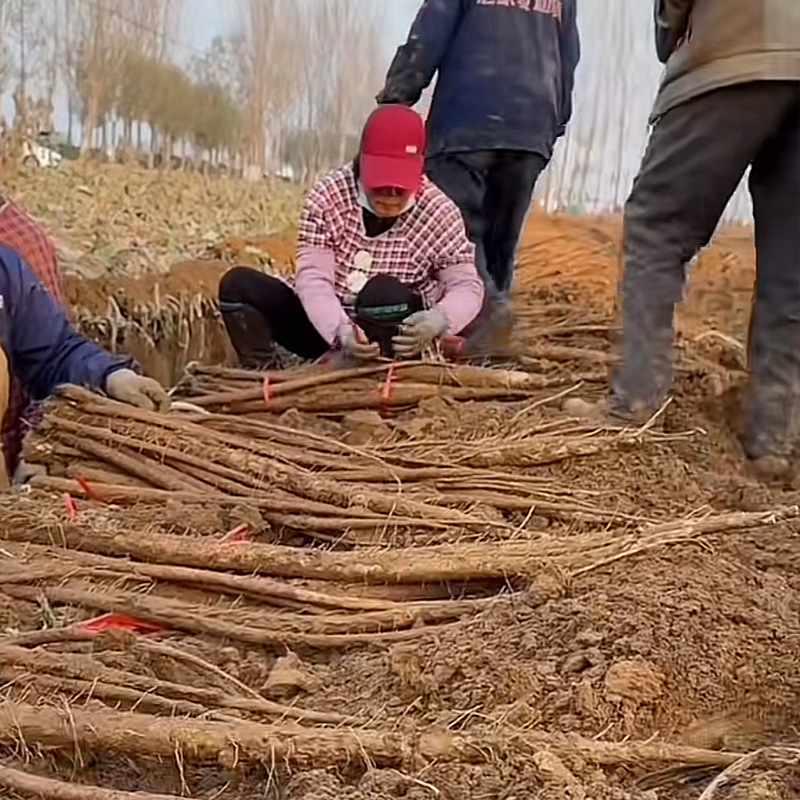 Fresh Burdock Root 2.5kg Lanling Freshly Dug Cangshan Agricultural Products Authentic Wild Golden Beef List Side Pound Tea Slices Wholesale