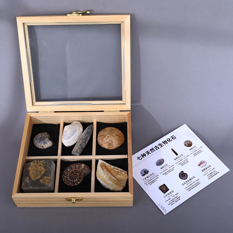 Ancient fossil trilobite Wolf fin fish plant insect fossil amber original stone rare stone decoration stone gift