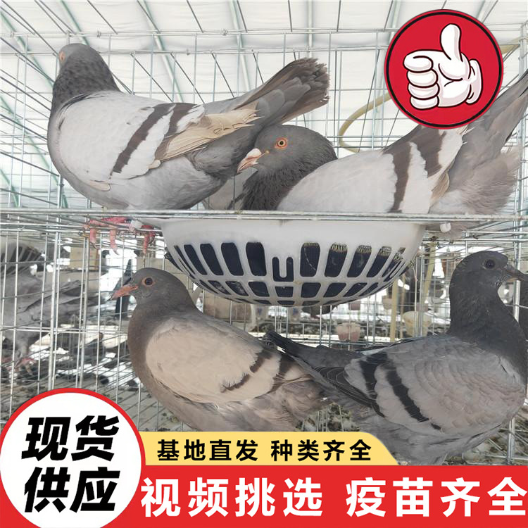 Ферма продает живых серых королевских голубей, белохвостых королевских голубей, крупногабаритных инготных голубей, молодняк для откладки и разведения