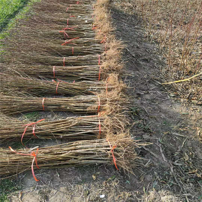 Winter Snow Peach Peach Saplings, Late-Maturing Peach New Varieties, Mature in November, Crisp and Sweet, Late-Maturing Winter Peach Saplings Wholesale