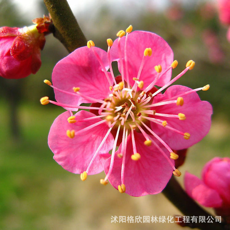 Red Plum Tree Seedling Base Wholesale Landscaping Embellishment Flower and Tree Courtyard Planting Ornamental Plants Cold-Resistant Plum Tree