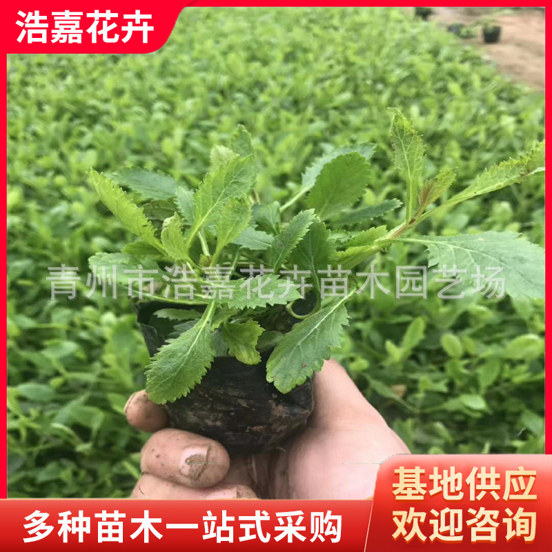 Willow Verbena Qingzhou Four-Season Florals Verbena Perennial Florals for Sea Use Large Supply