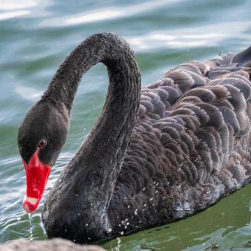 Высококачественные утята черного лебедя, живые молодые чистокровные сеянцы черного лебедя, высокая выживаемость, оптовая продажа, видео поддержка