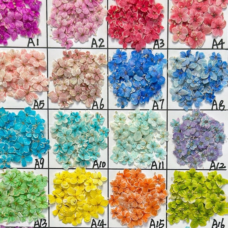 Wholesale Japanese-Style Nail Art Dried Flowers, Real Flowers, Ins-Style Mini Dried Flowers, Embossed Flowers, Direct from Factory