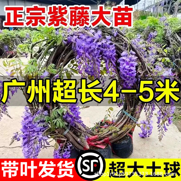 Саженцы глицинии, вьющиеся лианы, растения для двора, для стен балкона, длинные колючки, многоквітковые лианы, глициния, морозостойкие цветы на четыре сезона