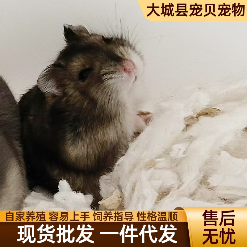 Wholesale Hamsters, Live Pets Suitable for Children to Raise, Three-Line Purple Hamster Pudding Silver Fox