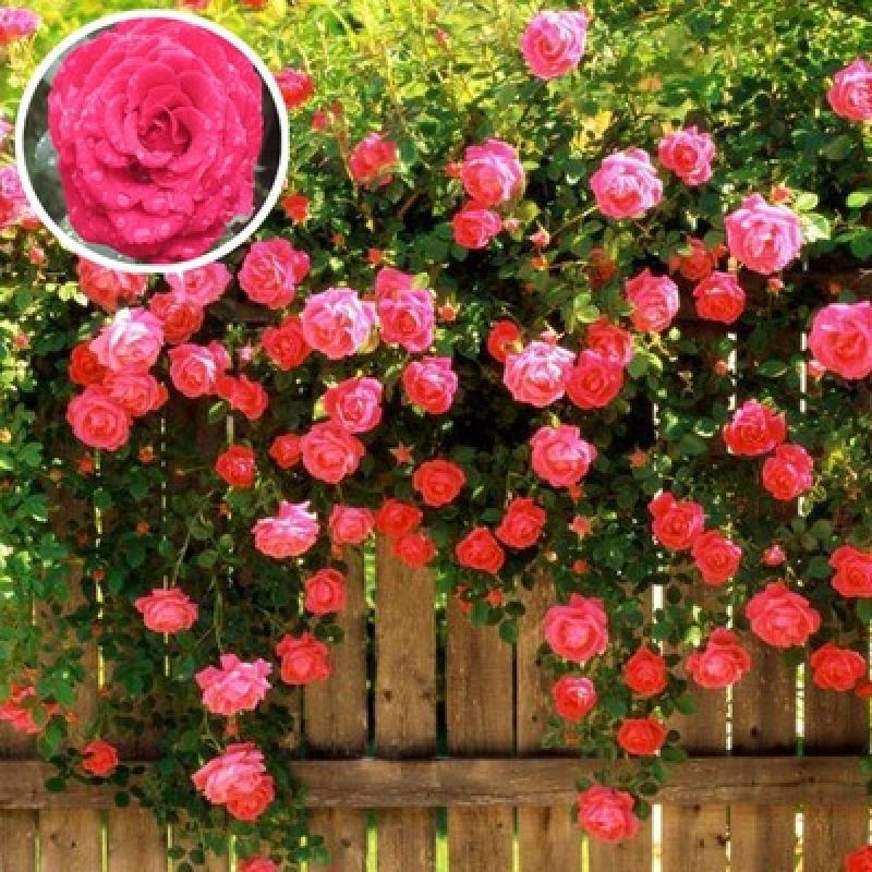 Climbing wall rose rose flower seed seed red thorn rose four seasons sowing flowering climbing plant flower courtyard flower seed