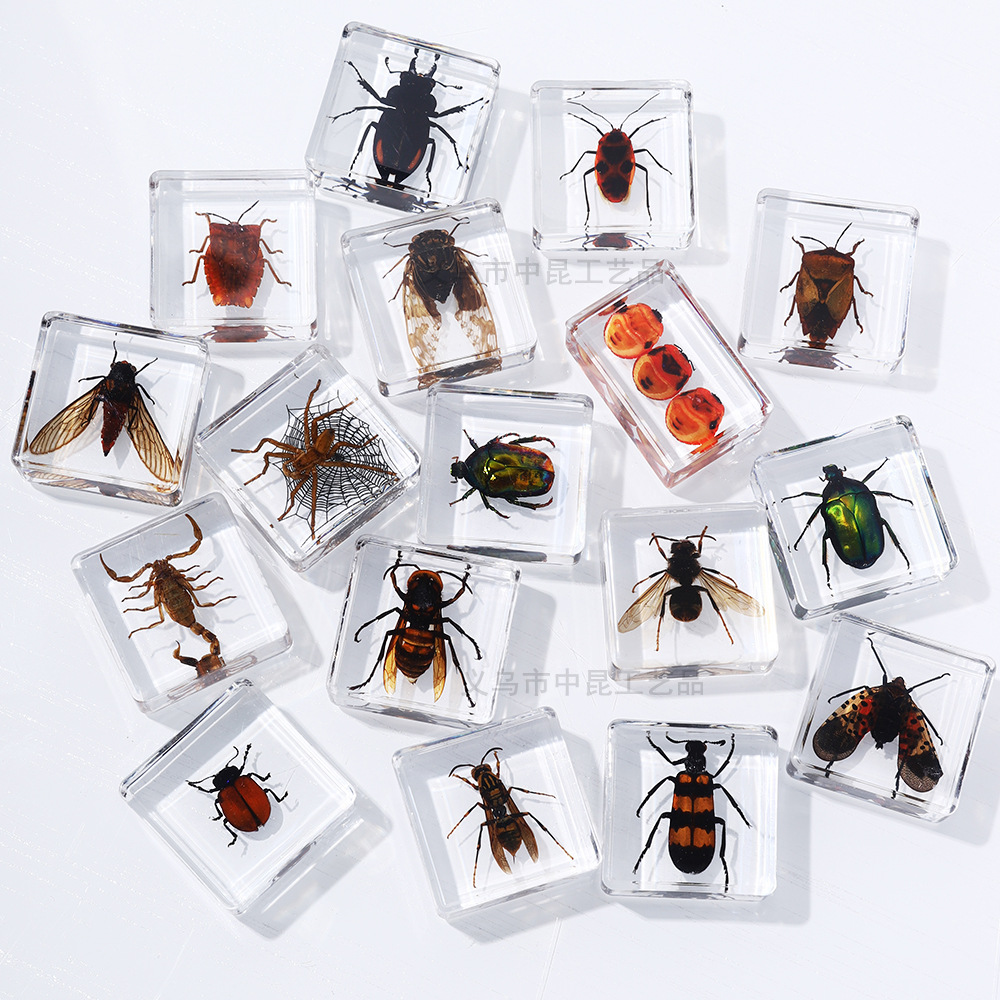 Vibrotype technology factory self-operated real insect specimen square high permeability resin embedded children's popular science toys