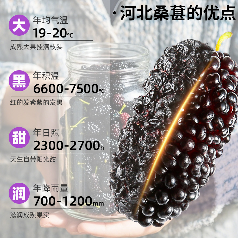 Wholesale Dried Black Mulberries, Ripe Mulberries Without Sand or Sulfur, Dried Mulberries for Tea, Premium Extra-Large Fruit