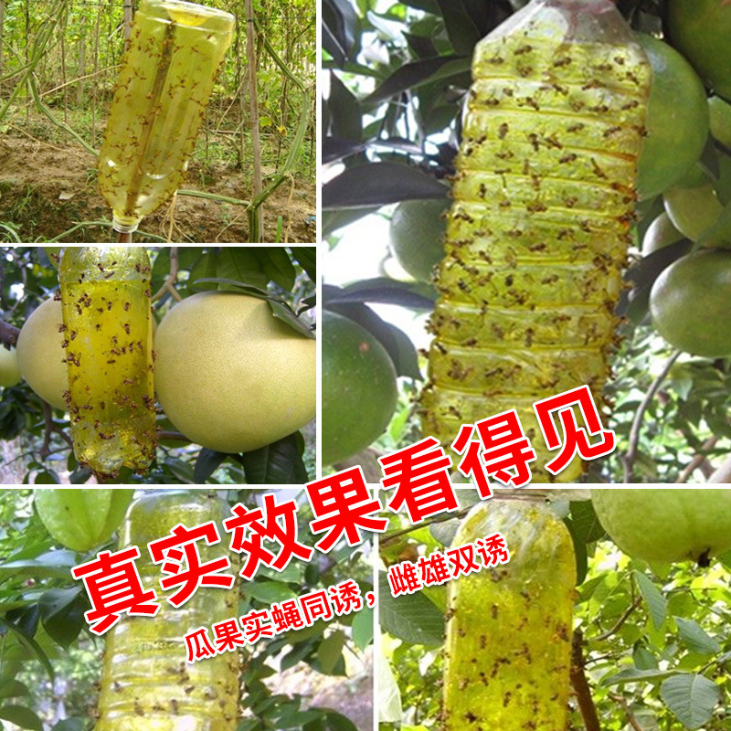 Fly Trap Factory Fruit Fly Insect Attractant Vegetable Attractant Fruit Fly Trap Effective Trapping