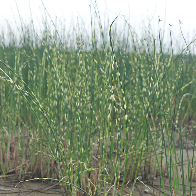 Flower and Leaf Shallot Nursery Wholesale Perennial Perennial Aquatic Plant Origin Wholesale Gold Leaf Shallot Spot Wholesale