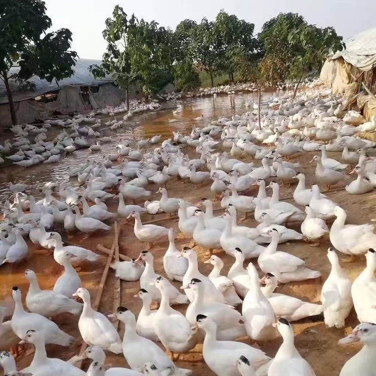 For Sale Duckling Meat Duck M18 Duckling a Little Head a Little Black and White Feather Meat Duck Seedling Duckling Mallard Duck Wholesale