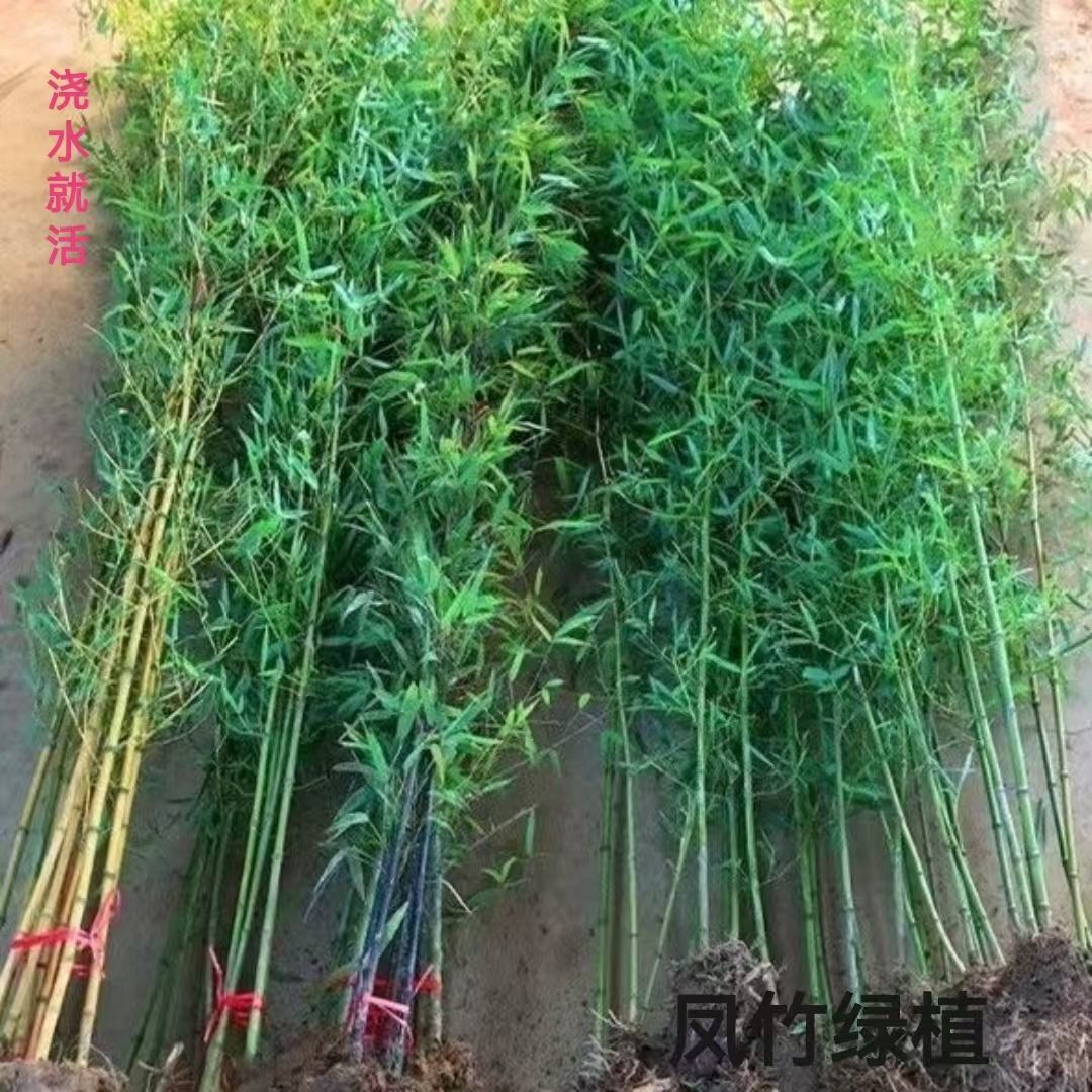 Bamboo Saplings, Courtyard Ornamental Cold-Resistant and Drought-Resistant Potted Plants, Outdoor Golden Bamboo, Gold-Encrusted Jade, Four-Season Arhat