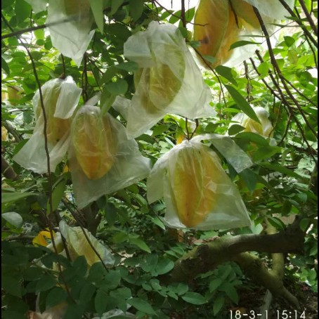 Fresh Ripe Guava from Guangzhou, Free Shipping, Seasonal Fruit for Pregnant Women, Medium-Sized Red Guava