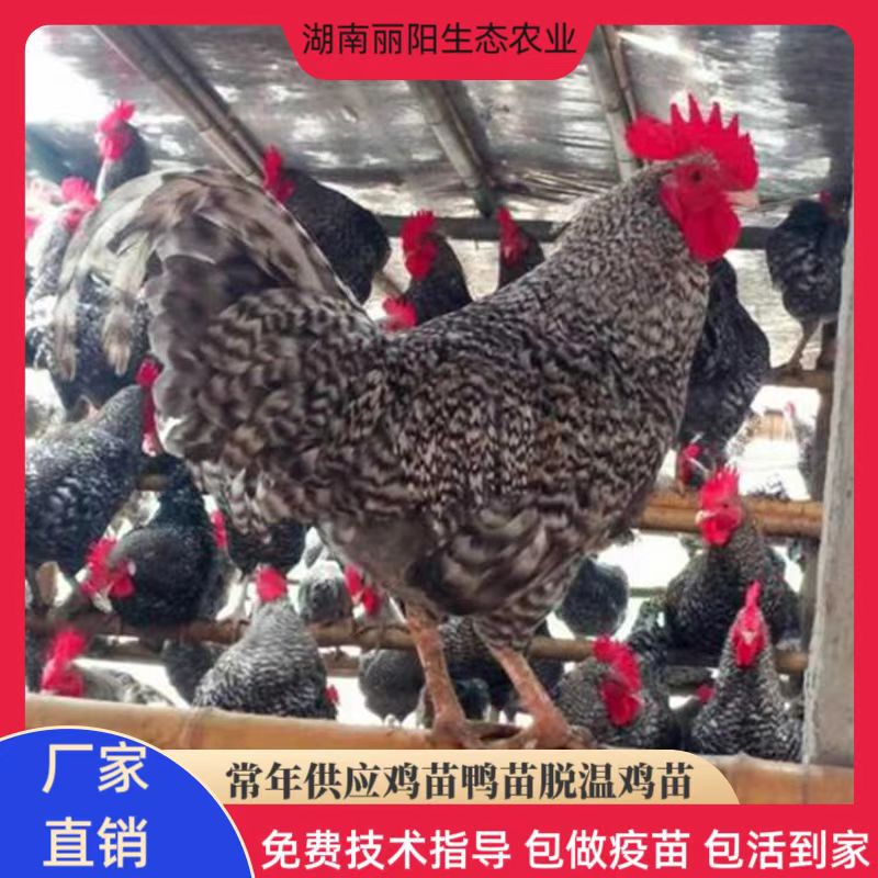 Оптовая продажа саженцев черных тростниковых кур с места, живые однодневные саженцы кур и однолетние свободно гуляющие куры