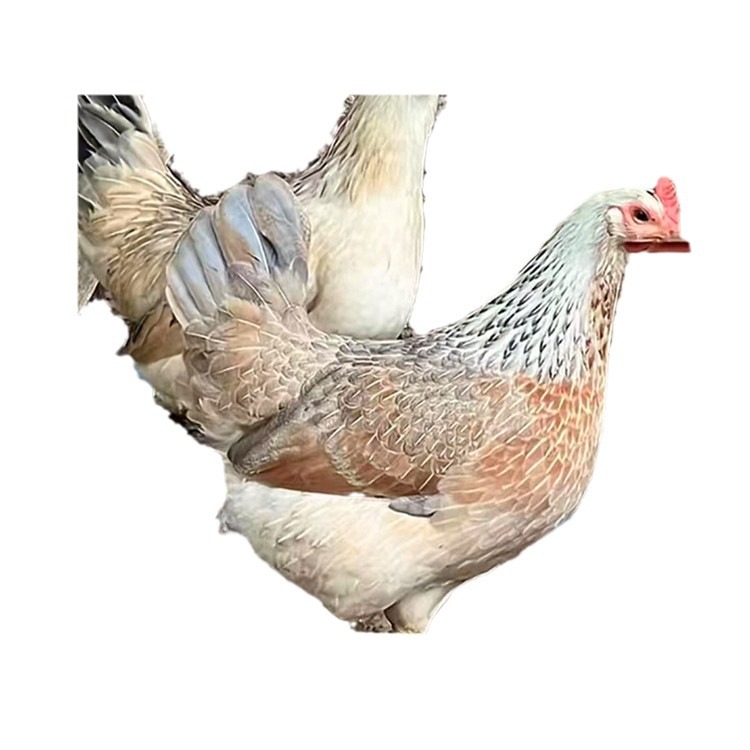 Wholesale Live Chicken Chicks, Broiler Chicks, One-Month-Old Chicks, Easy to Raise and Maintain, with Technical Support