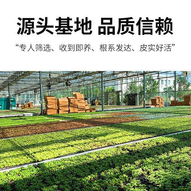 Succulent Wholesale Succulent Plants with Pots Succulent Potted Plants with Pots Wholesale Succulent Whole Box