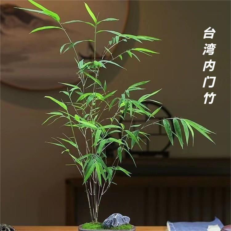 Тайваньская интерьерная дверь, бутик бамбукового бонсая, элегантное комнатное растение, легкое в уходе, дзен-зеленые растения