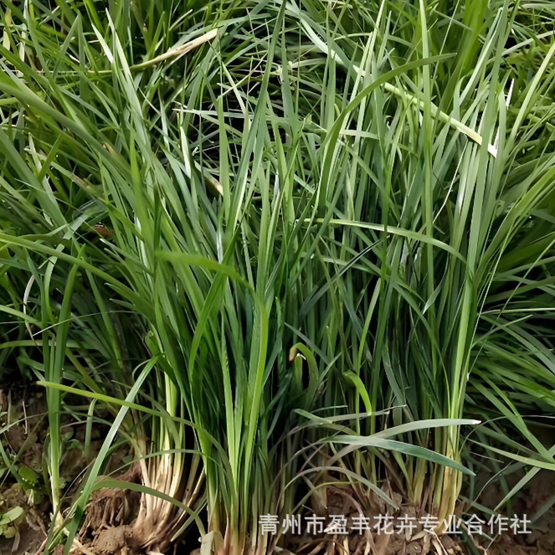 Easy to Grow Ophiopogon Japonicus Seedlings, Ornamental Foliage Plants for Landscaping, Evergreen and Easy to Care for Ground Cover Plants