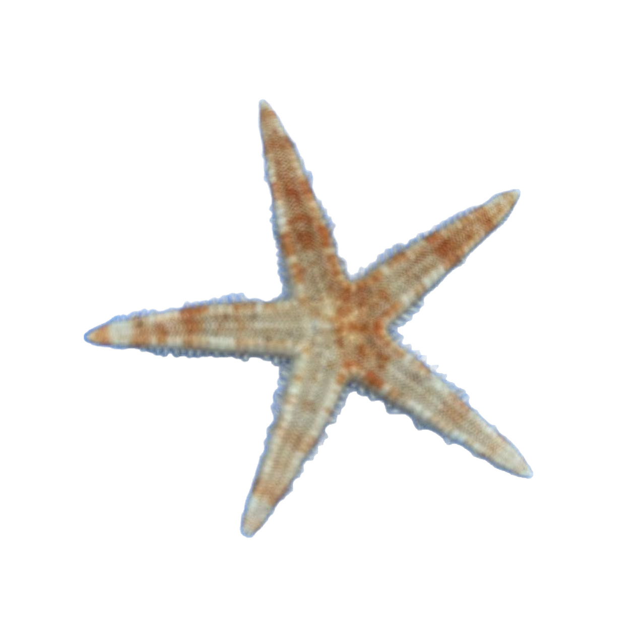 Wholesale Handicrafts Study Natural Starfish Decoration DIY Flat Starfish Conch Shell Bread Starfish Ornaments Decoration