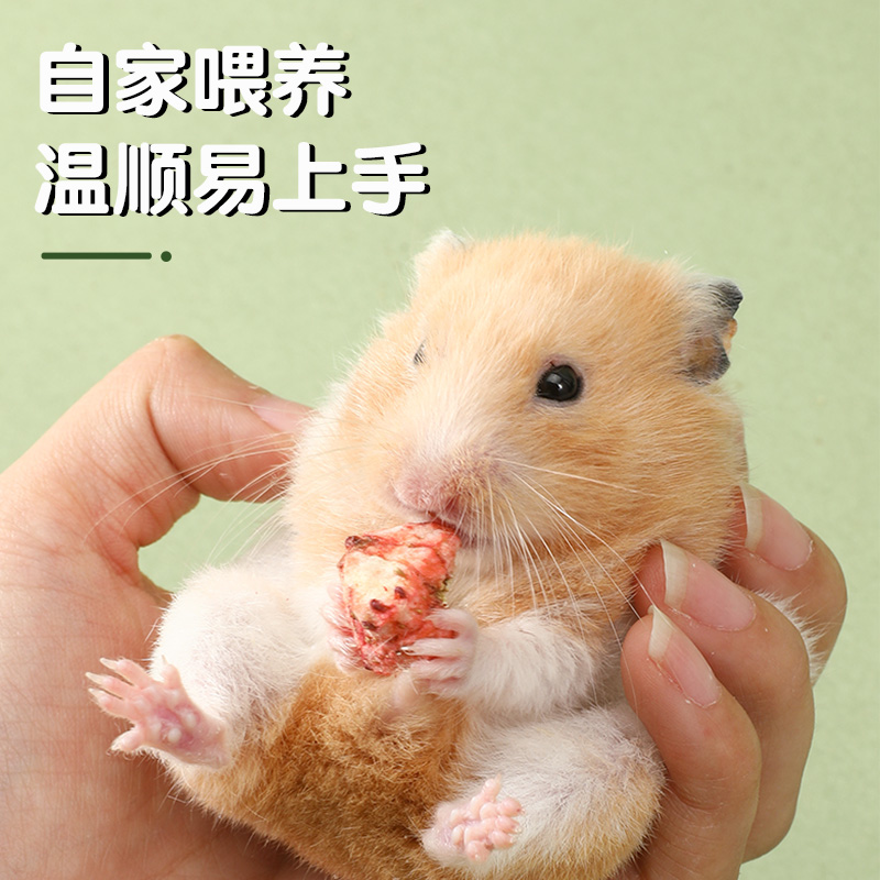 Wholesale Hamsters, Golden Hamsters, Small Live Animals, Milk Tea for Parents, One Male and One Female, Large-Sized Internet-Famous Rodent Pets for Breeding
