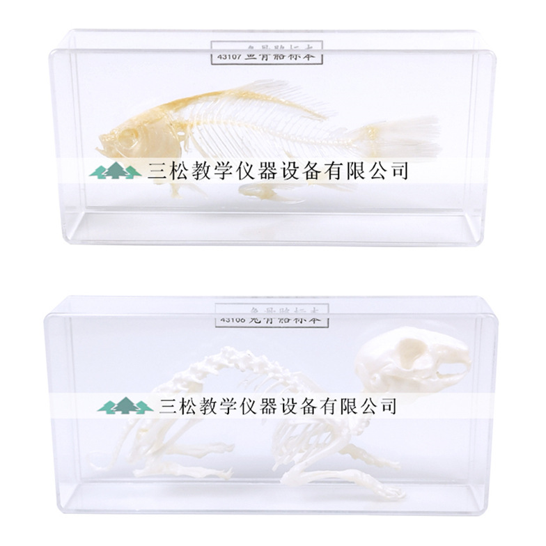 Snake skeleton specimen bat lizard Brazilian turtle rabbit crucian carp frog pigeon animal skeleton biological specimen