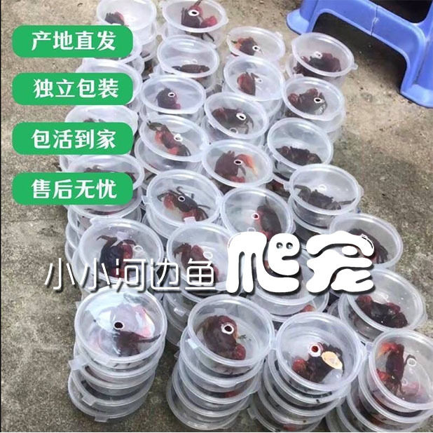 Wholesale Red Claw Chili Crab White Claw Chili Crab Mini Crab Phase Hand Crab General Crab Watermelon Crab Tide Crab Ornamental Crab