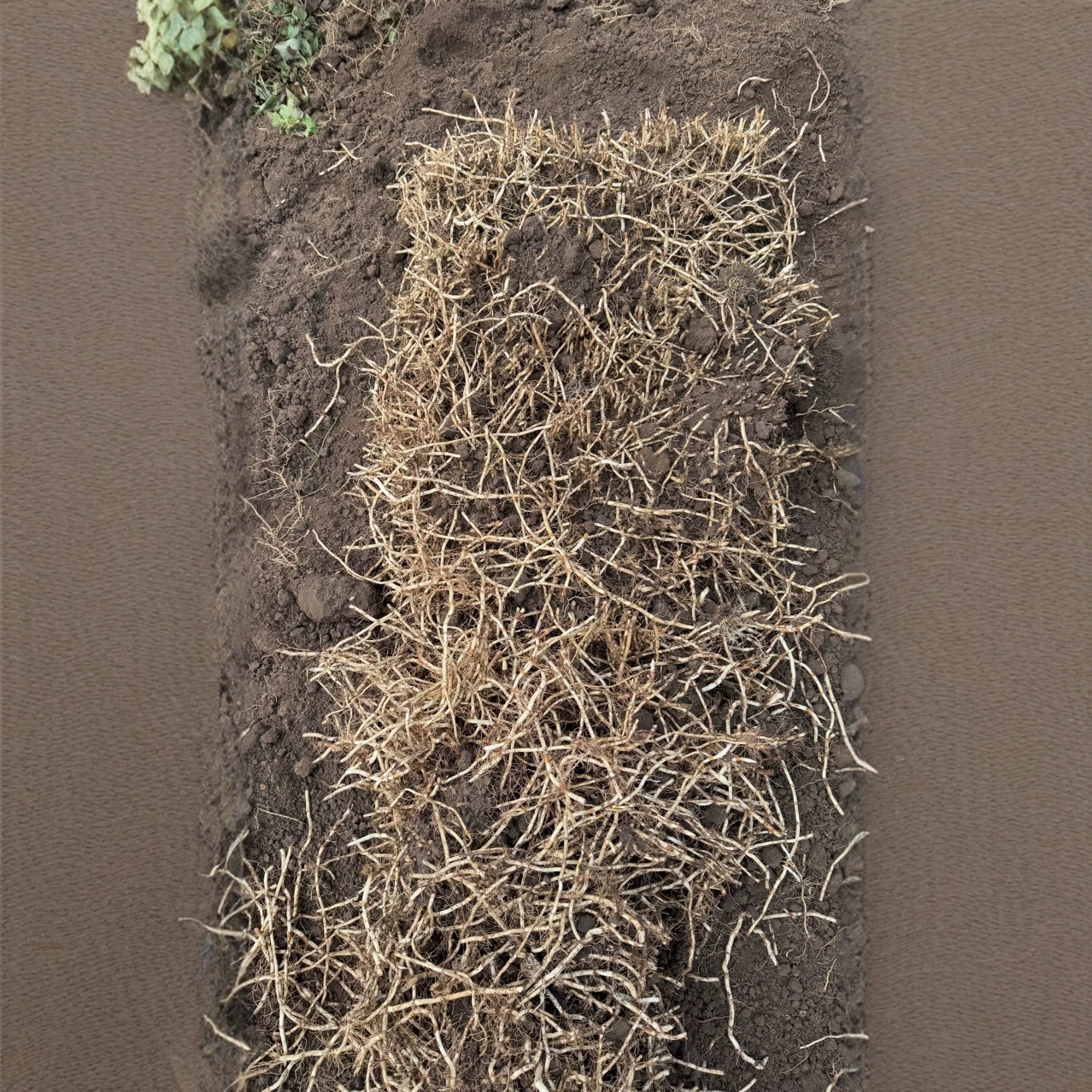 Yunnan Houttuynia Cordata Folded Root Root Seed Seedling Old Root Seed with Soil Wholesale