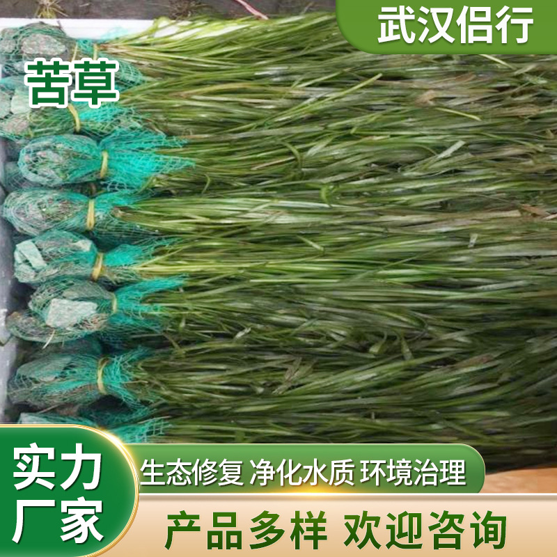 Четыре сезона горькая трава карликовая горькая трава крупная горькая трава колючая горькая трава водная подводная растительность база для экологического восстановления