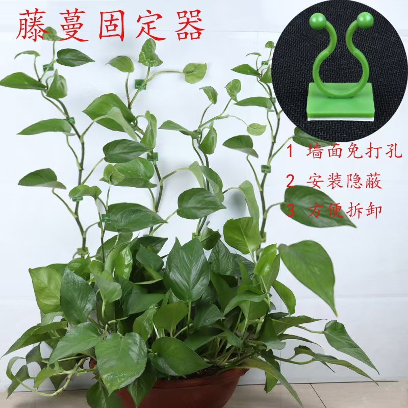 ✅ Green Radish Holder, Vine and Green Plant Household, Traceless, Nail-Free, Climbing up the Wall, Beautiful Storage, Self-Adhesive Hook Management