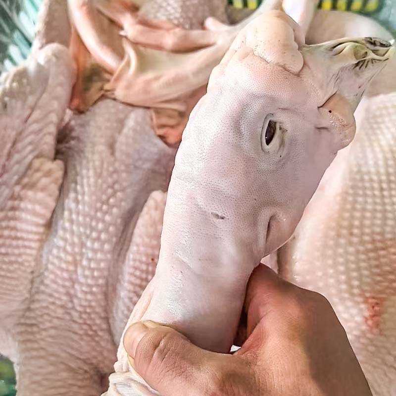 Chaoshan Lion Head Goose