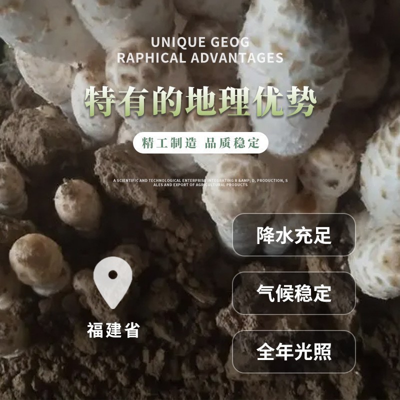 Wholesale of Dried Chicken Leg Mushrooms 1kg, New Star of Mushrooms, Dried Chicken Leg Mushrooms, Wholesale of Various Edible Fungi