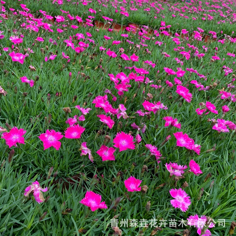 Dianthus Caryophyllus Lawn Greening Potted Plant Project Road Planting Greening Plant Flower Base Potted Dianthus Caryophyllus
