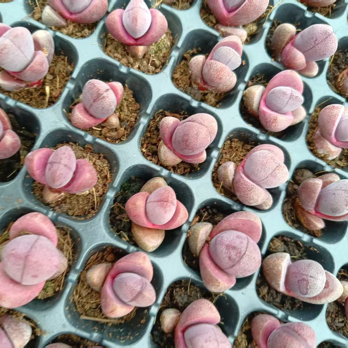 Purple Emperor Jade Purple Emperor Jade Lithops 2-3cm