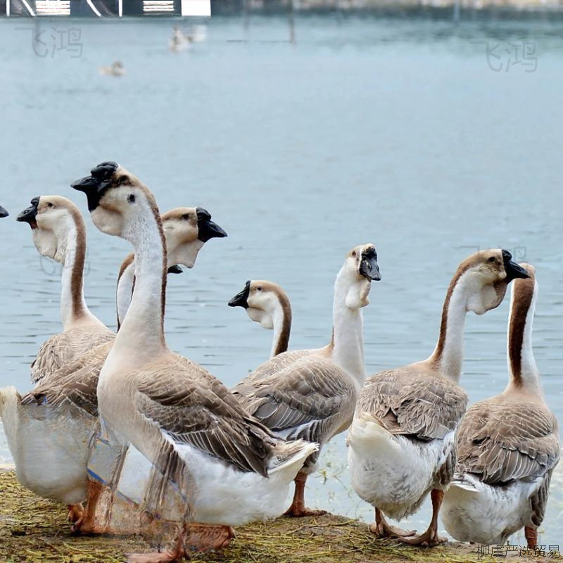 Lionhead Half-Pound Large Extra-Large Goose, Purebred 0.5kg Lionhead Goose Live Chicks for Consumption at Room Temperature