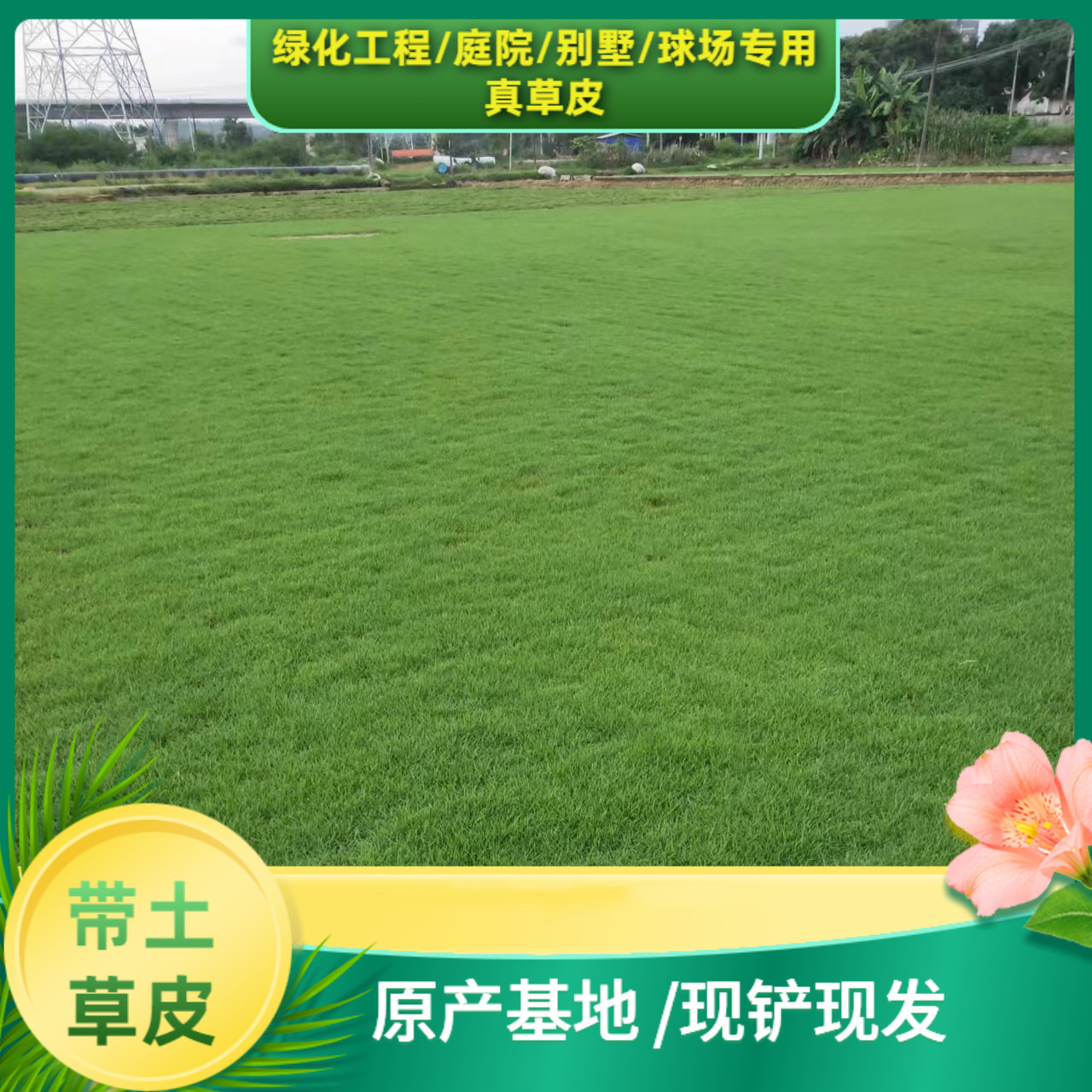 Настоящий газон с грязевым рулоном Большие листья масляной травы Манила Бермуда Вечнозеленый газон для озеленения двора