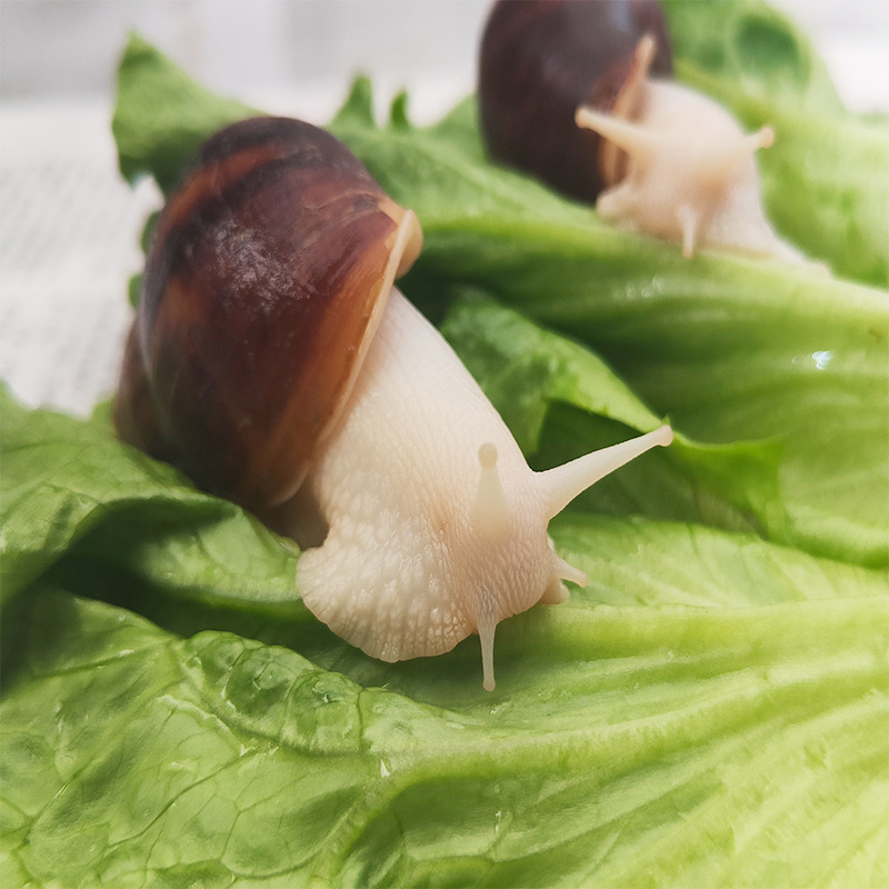 White Jade Snail Large Snail Pet Feeding Soil Coconut Soil Moss Snail Feed Calcium Supplement Powder Glucose Powder Snail Soil