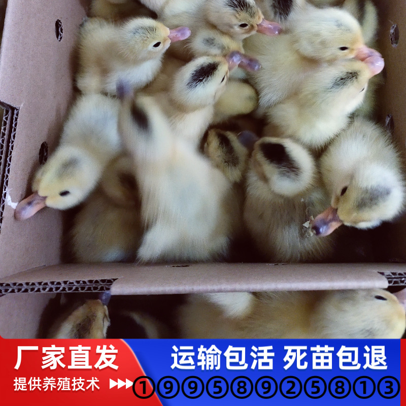 Оптовая продажа утят живых животных, утки яичного направления, мужские утята, недорогие утята, живые утята из яйца