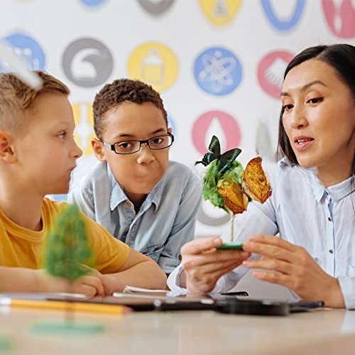 Butterfly Specimen Real Butterfly Specimen Wings Spreading Insect Animal Specimen Wholesale Kindergarten Teaching Aids Can Be Removable