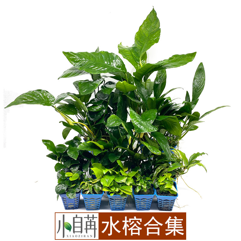 Мини-водяной баньян, живые водные травы для аквариумного озеленения, оптовая продажа