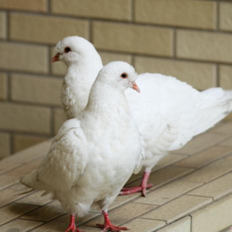 Lucky Ingot Pigeon Giant Purebred Large Ingot Pigeon Live Pair Ornamental Pigeon Meat Pigeon Breed Pigeon Live Animal Free Shipping