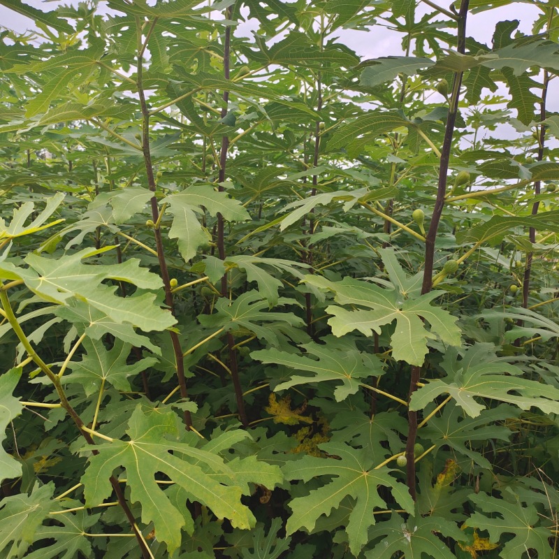 For Sale: Fig Tree Seedlings with Well-Developed Root Systems. Freshly Dug from the Base and Ready for Potting or Ground Planting. Long-Lasting Fig Tree Seedlings