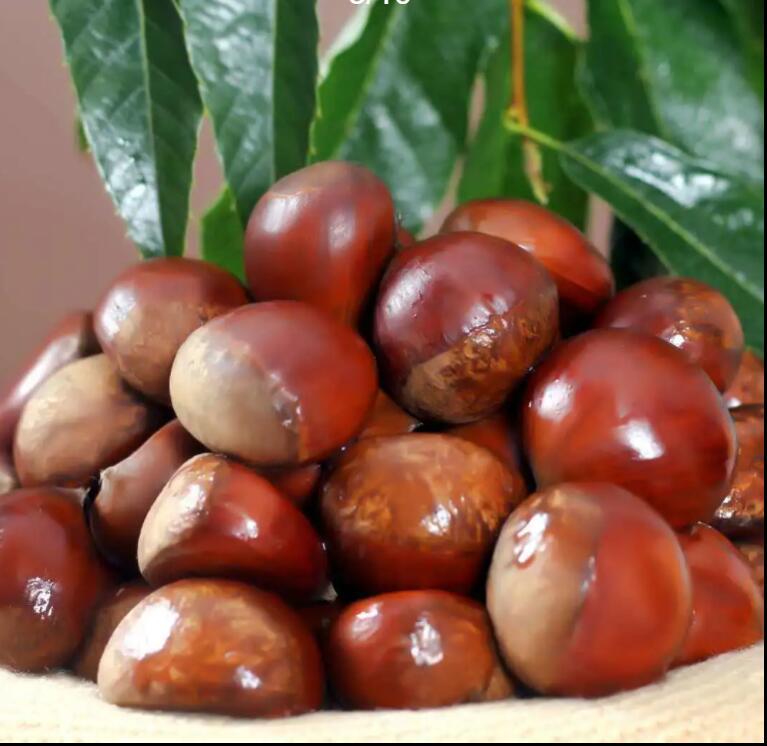 Free Shipping [Hot Sale] Freshly Picked Chestnuts Wholesale 3/5/ 5kg Vegetables and Dried Goods Wholesale