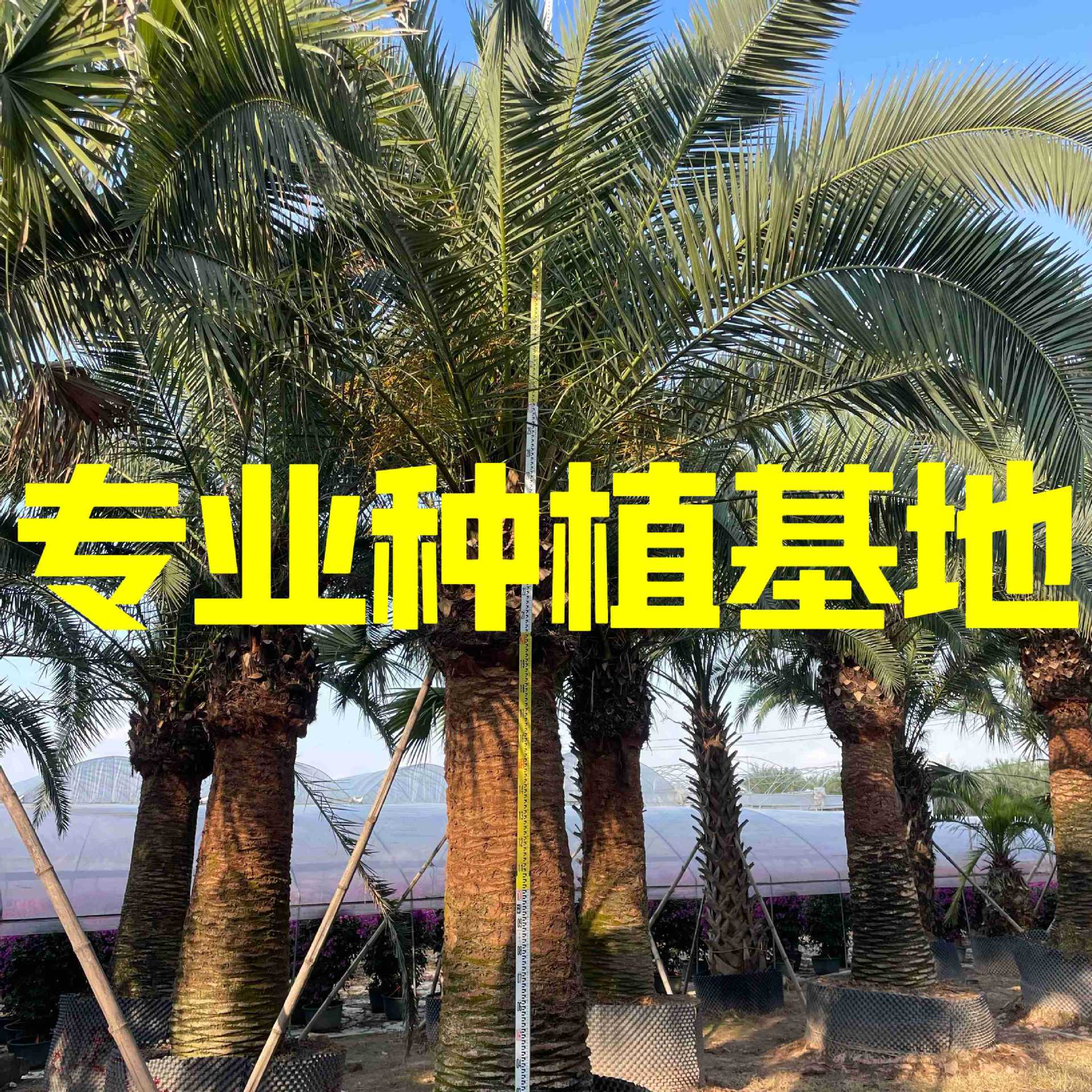 Гуандун, котировки на морскую дату, Чжэцзян, цены на морскую дату, Фуцзян, оптовая продажа, пальма