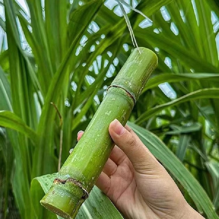 Taoshan Sugar Cane, Fresh Sugar Cane, Sweet and Delicious Green-Skinned Taoshan Sugar Cane, 2.5kg Sf Juice-Rich Fruit Sugar Cane
