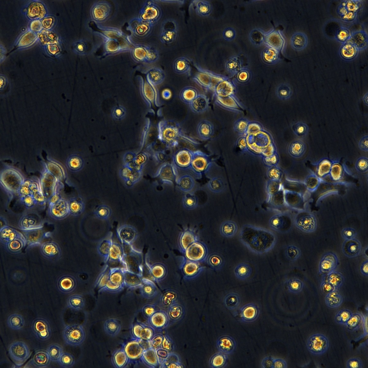 Meisenctcc Meisen Human Oropharyngeal Squamous Cell Carcinoma Cisplatin-Resistant Strain Fadu/Ddp