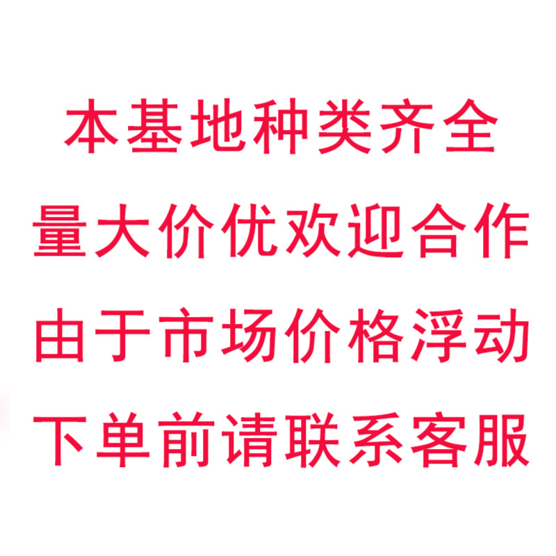 Clover Red Flower Wood Sorrel Plant Grass All Year Round Green Red Leaf Wood Sorrel Qingzhou Base Wholesale Engineering Seedlings