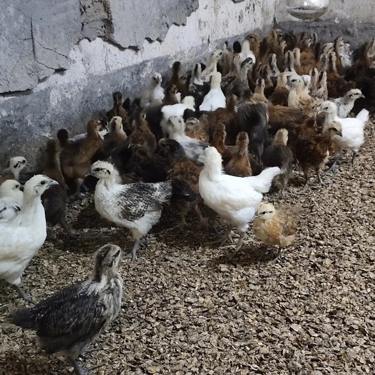 The Hatchery Directly Sells Dew-Warm Green-Shelled Egg Chicken Seedlings, Flower Black Chicken Seedlings, and Green-Footed Native Chicken Seedlings, Three Yellow Native Chicken Seedlings, and Black Chickens