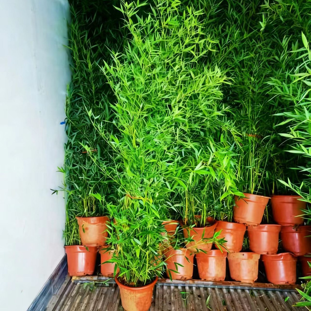 Оптовая продажа зеленого бамбука от производителей питомников Сианя, бамбук с золотой инкрустацией в горшках из Шэньси